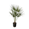 Chamaerops Humilis op stam - 160 cm - Ø24cm Everspring