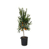 Mandarino Agrumes - 200 cm - ø40 Everspring