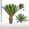 Cycas Revoluta - Ø17 ↕60 Everspring