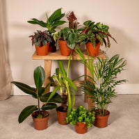 Boîte MIX de plantes pour extérieur - Ø12cm - 10x Everspring