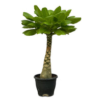 Birghamia Insignis - 25 cm - Ø12cm Everspring