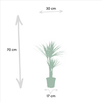 2x Dracaena - ↨90cm - Ø17cm Everspring