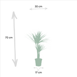 2x Dracaena - ↨90cm - Ø17cm Everspring