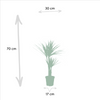 2x Dracaena - ↨90cm - Ø17cm Everspring