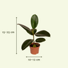Boîte MIX de plantes pour extérieur - Ø12cm - 8x Everspring