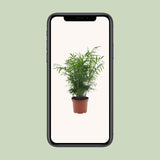 Chamaedorea Elegans - Ø17cm - ↕50cm Everspring