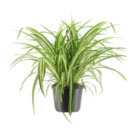 Chlorophytum Comosum Variegatum - Ø17cm - ↕30cm Everspring