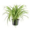 Chlorophytum Comosum Variegatum - Ø17cm - ↕30cm Everspring