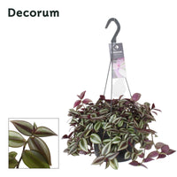Tradescantia Zebrina Purpusii - Ø17cm - ↕30cm Everspring
