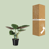Alocasia Wentii - Oreille d'éléphant - Ø19cm - ↕70cm Everspring