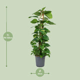 Scindapsus Epipremnum - Ø24cm - ↕120cm Everspring