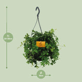 Parthenocissus Striatha suspendu - Ø15cm - ↕15cm Everspring