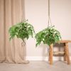 Kokodama Monstera Minima à suspendre (plante à trous) - 2 pièces - Ø15cm - ↕25cm Everspring