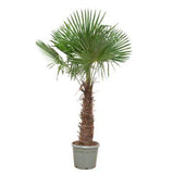 Trachycarpus fortunei - 240- 270 cm - Ø55cm Everspring