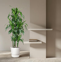 Carrousel Dracaena Hawaiiana - 150 cm - ø31 Everspring