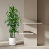 Carrousel Dracaena Hawaiiana - 150 cm - ø31 Everspring