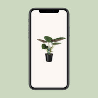 Alocasia Wentii - Oreille d'éléphant - Ø19cm - ↕70cm Everspring