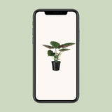 Alocasia Wentii - Oreille d'éléphant - Ø19cm - ↕70cm Everspring