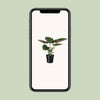 Alocasia Wentii - Oreille d'éléphant - Ø19cm - ↕70cm Everspring