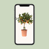 Calamondin aux agrumes - Ø22cm - ↕80cm Everspring