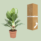 Aglaonema Silver Bay - Pervenche de Chine - Ø17cm - ↕55cm Everspring