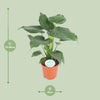 Alocasia Cucullata - Ø21cm - ↕80cm Everspring