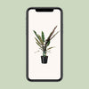 Alocasia Lauterbachiana - Ø19cm - ↕80cm Everspring