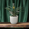 Bromélia Ananas - Ø12cm - ↕30cm Everspring