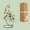 Tillandsia King Xéro - Ø12cm - ↕23cm Everspring