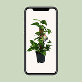 Scindapsus Epipremnum - Ø15cm - ↕50cm Everspring