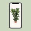 Ficus Lyrata - Ø27cm - ↕100cm Everspring