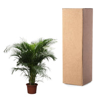 Dypsis Lutescens (Palmier d'Arec) - 230 cm - ø40 Everspring