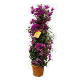 Pyramide de bougainvilliers - 80 cm - Ø17cm Everspring