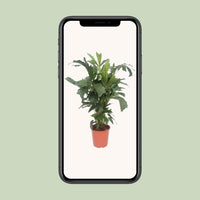 Caryota Mitis - Ø24cm - ↕110cm Everspring