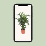 Caryota Mitis - Ø24cm - ↕110cm Everspring