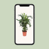 Caryota Mitis - Ø24cm - ↕110cm Everspring