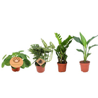 Jardinière indispensable - 4 pièces - Ø12cm - ↕20-40cm Everspring