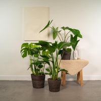 Monstera Deliciosa - Ø21cm - ↕75cm + Alocasia Zebrina - Ø19cm - ↕75cm + Strelitzia Nicolai - Ø19cm - ↕85cm Everspring