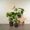 Monstera Deliciosa - Ø21cm - ↕75cm + Alocasia Zebrina - Ø19cm - ↕75cm + Strelitzia Nicolai - Ø19cm - ↕85cm Everspring