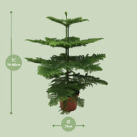 Araucaria Heterophylla - Ø21cm - ↕70cm Everspring