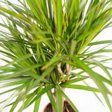 2x Dracaena - ↨90cm - Ø17cm Everspring