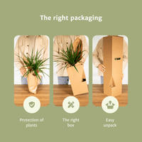 2x Sansevieria Laurentii - Langue de Dame - 40 cm - ø14 Everspring
