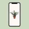 Bromélia Ananas - Ø12cm - ↕30cm Everspring