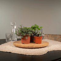 Mélange de plantes succulentes - 18 pièces - 10 cm - Ø8,5 Everspring