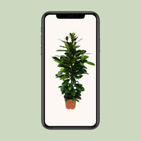 Ficus Cyathistipula - Ø21cm - ↕105cm Everspring