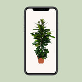 Ficus Cyathistipula - Ø21cm - ↕105cm Everspring