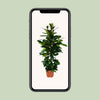 Ficus Cyathistipula - Ø21cm - ↕105cm Everspring