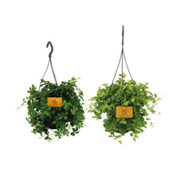Duo de plantes suspendues - 2 pièces - Ø15cm - ↕25cm Everspring