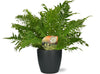 Blechnum Silver Lady - Ø17cm - ↕50cm + Pot Brussels D18x17cm - anthracite Everspring