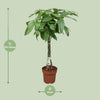 Pachira Aquatica - Ø24cm - ↕120cm Everspring